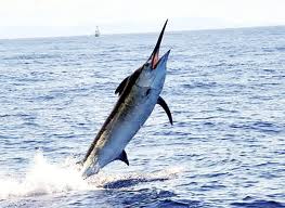 en hizli balik-1f4.jpg